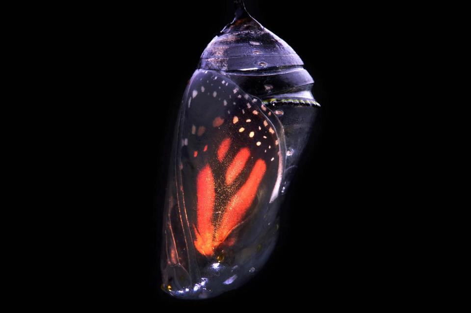 A monarch butterfly is ready to emerge from its chrysalis in West Palm Beach, Florida on April, 2012.