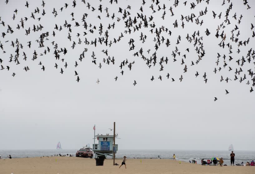 Santa Monica, CA - May 13: A young boy chases pigeons on the beach near Santa Monica Pier Saturday, May 13, 2023 in Santa Monica, CA. Overcast skies may give way to sun and warmer weather soon. (Brian van der Brug / Los Angeles Times)