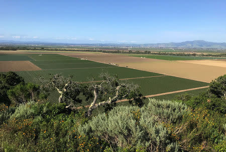 Farm fields in Salinas Valley are seen near Salinas California, U.S. on April 19, 2017. Picture taken on April 19, 2017. REUTERS/Lisa Baertlein
