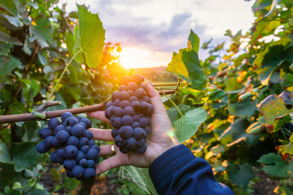 La mayor concentración de resveratrol se produce en la piel y semilla de la uva. Foto: Getty Creative