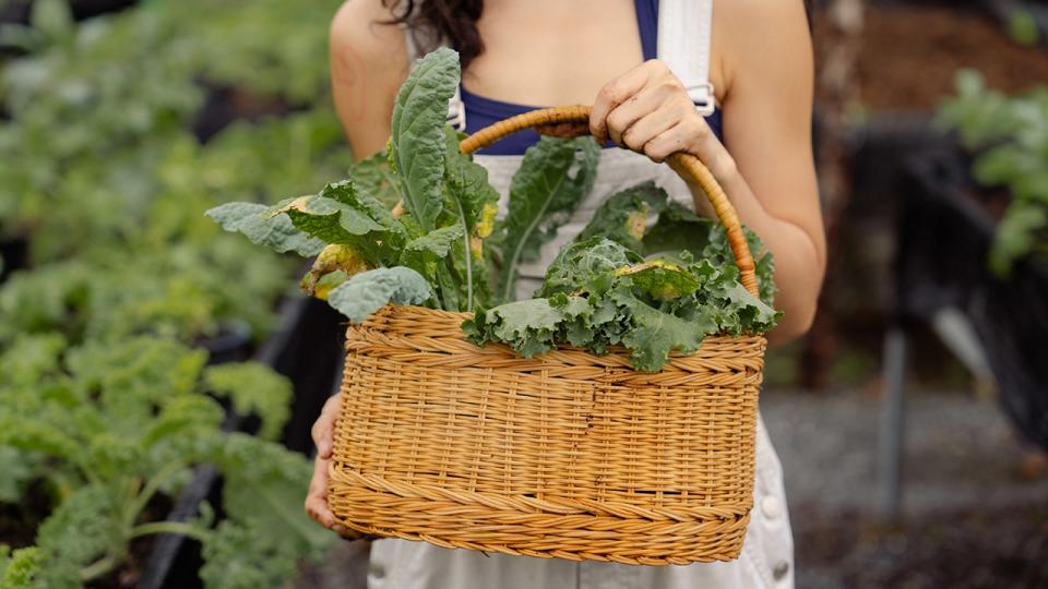 Gardener harvesting kale