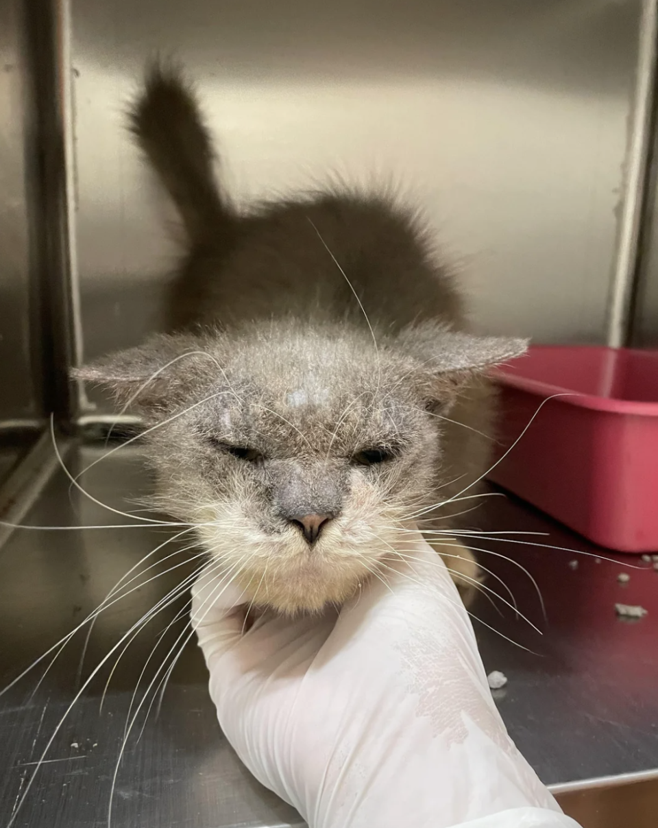 A hand in a glove pets a fluffy cat with a smudged face, inside an enclosure