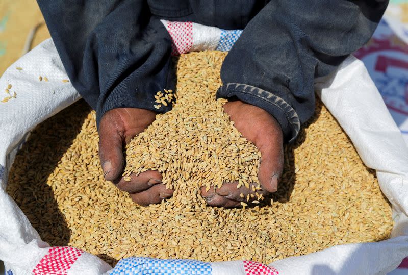 FILE PHOTO: A farmer shows rice grains after harvesting it from a field in the province of Al-Sharkia