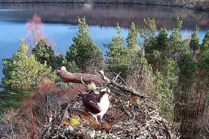 Osprey LM12 pictured back at Perthshire's Loch of the Lowes wildlife reserve, on Wednesday March 27, 2024 -Credit:SWT