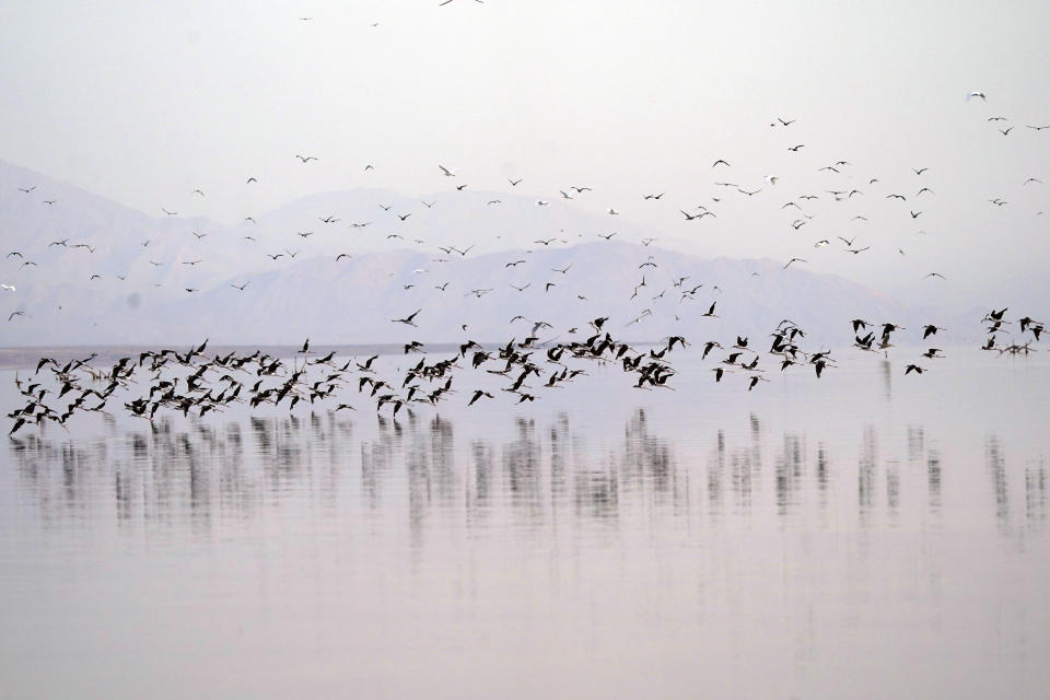Birds take flight in the Salton Sea on the Sonny Bono Salton Sea National Wildlife Refuge Thursday, July 15, 2021, in Calipatria, Calif. Demand for electric vehicles has shifted investments into high gear to extract lithium from geothermal wastewater around the rapidly shrinking body of water. The ultralight metal is critical to rechargeable batteries. (AP Photo/Marcio Jose Sanchez)