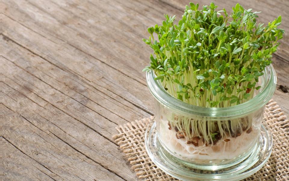 Ob im Salat oder auf dem Brot: Kresse