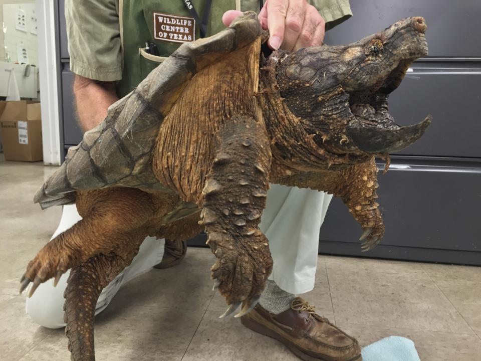 Alligator snapping turtle