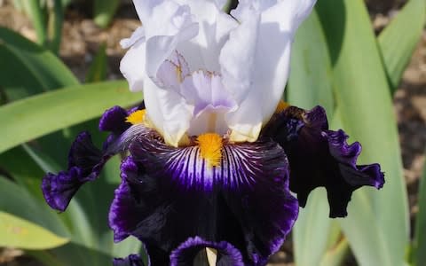 Cayeux Iris Iris As de Pique