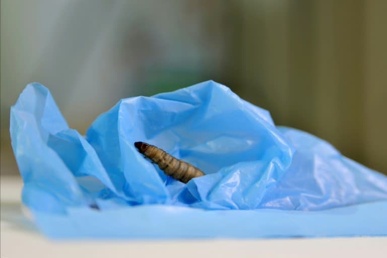 A handout picture released by the Spanish National Research Council (CSIC) shows a moth caterpillar on a plastic bag during a scientific experiment in Santander on April 17, 2017