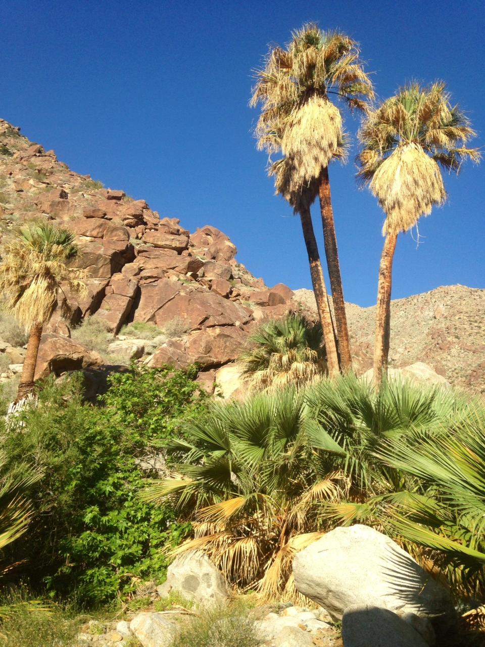 California fan palms and lush vegetation form beautiful Palm Canyon oasis high above the desert.