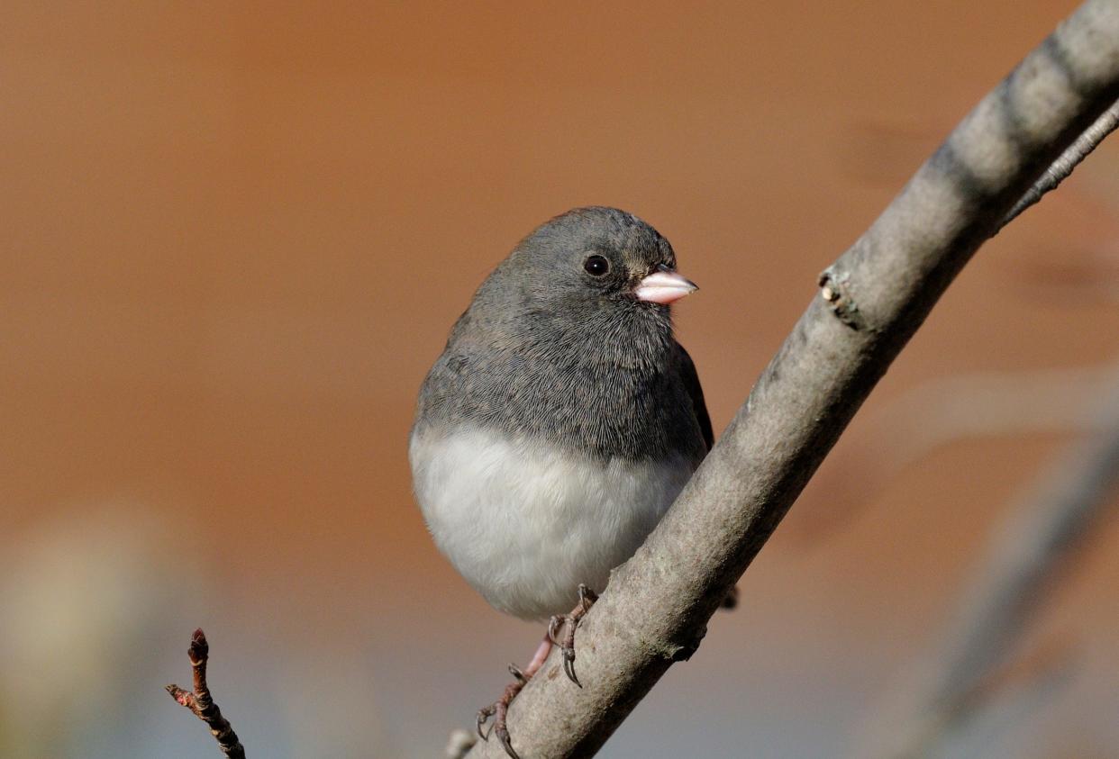 A dark-eyed junco is primarily slate-colored with a white feathered belly.