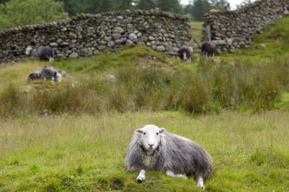 herdwick sheep at thirlmere in the lake district, uk