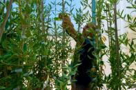 Agronomist and olive oil producer Giovanni Melcarne, who has lost 90 percent of his plants, is experimenting with olive saplings to be inoculated with Xylella in search of an immune variety