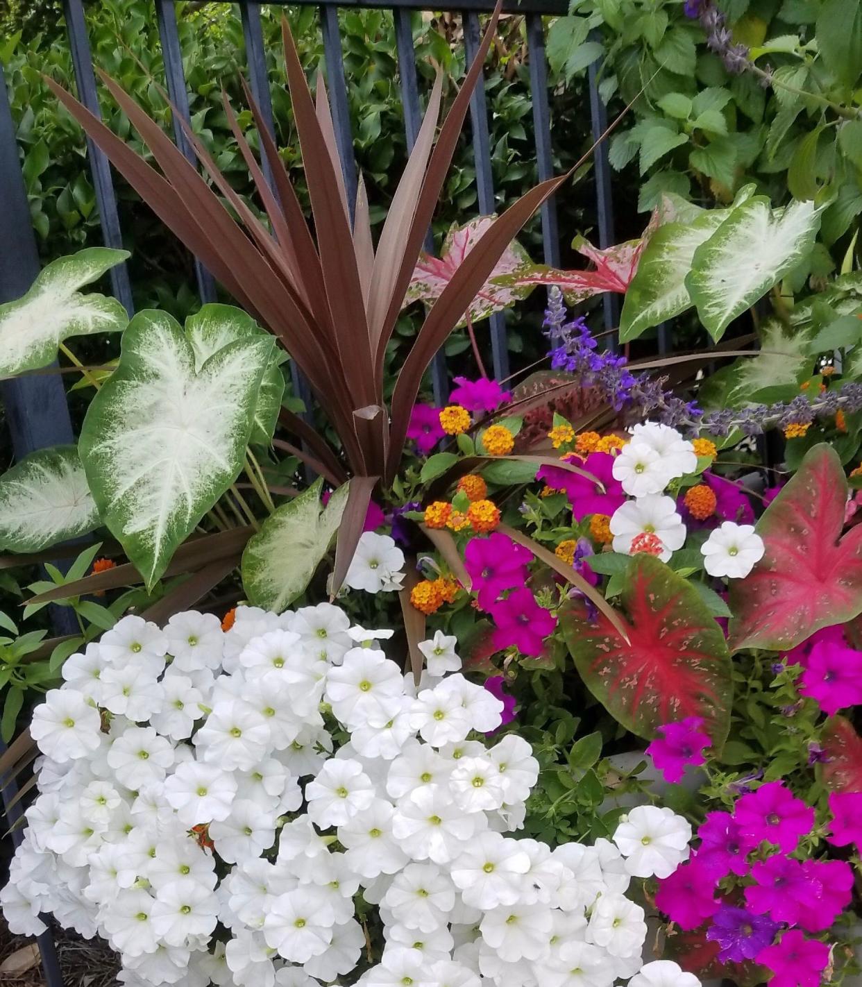 Varieties like this Red Star are being used as thriller plants in mixed containers with Supertunia Mini Vista petunias and Heart to Heart caladiums.