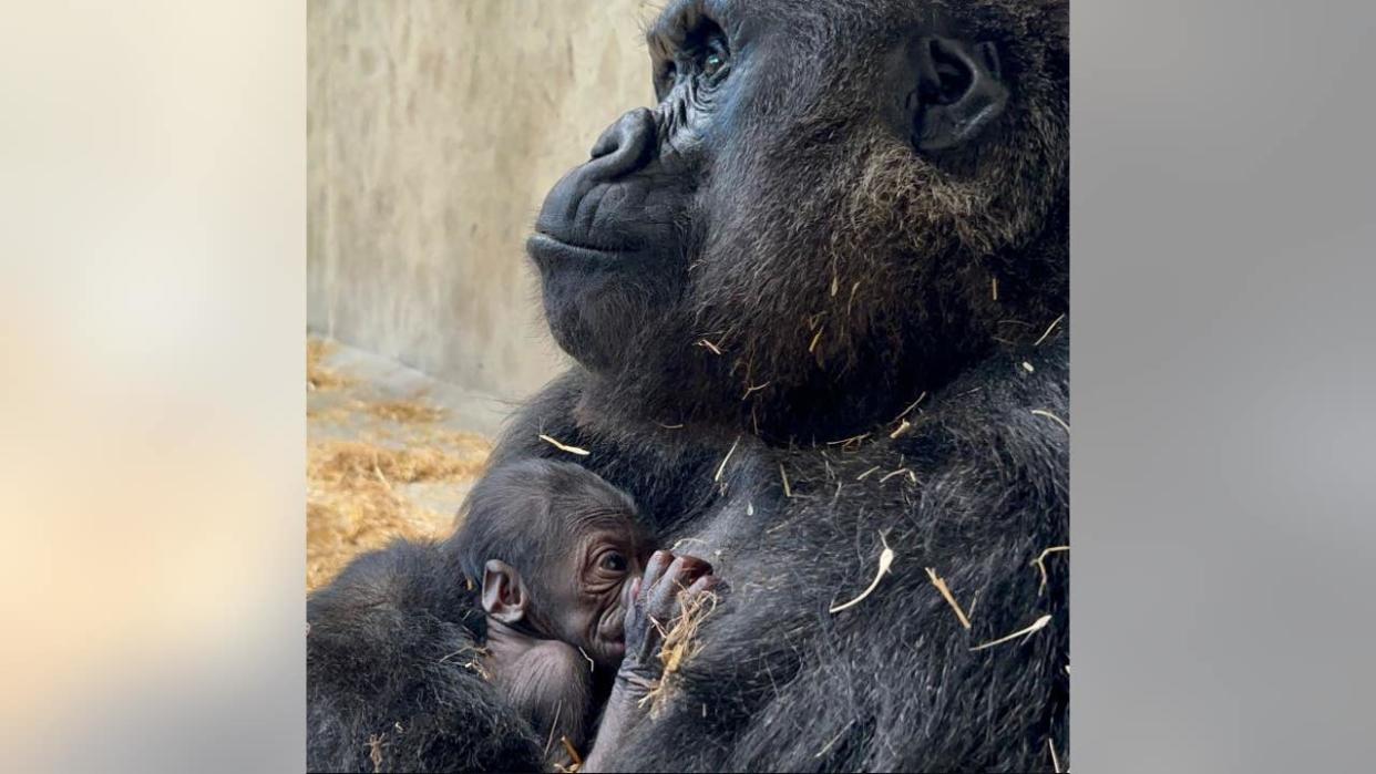 <div>Bandia and her new baby (Photo: Detroit Zoo)</div>