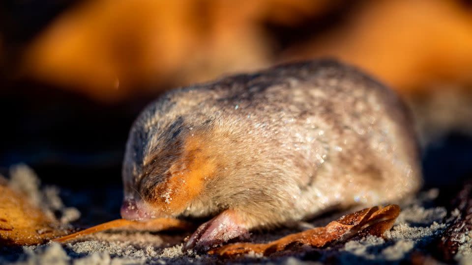 The blind mole lives beneath the sand and has sensitive hearing that can detect vibrations from movement above the surface. - Nicky Souness