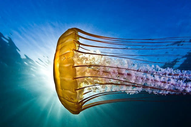 <b>Fan Favorite</b><br> Todd Aki, Florida for the picture of Sea nettle Chrysaora quinquecirrh taken on an early morning shore dive off the Breakwater at Monterey, California, USA