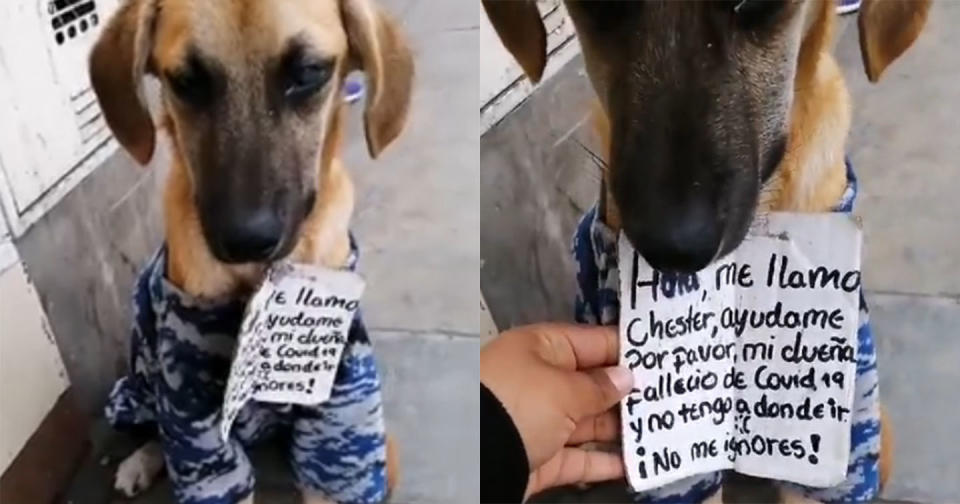 Foto: Captura de video Facebook vía Huellitas Felices Perú.