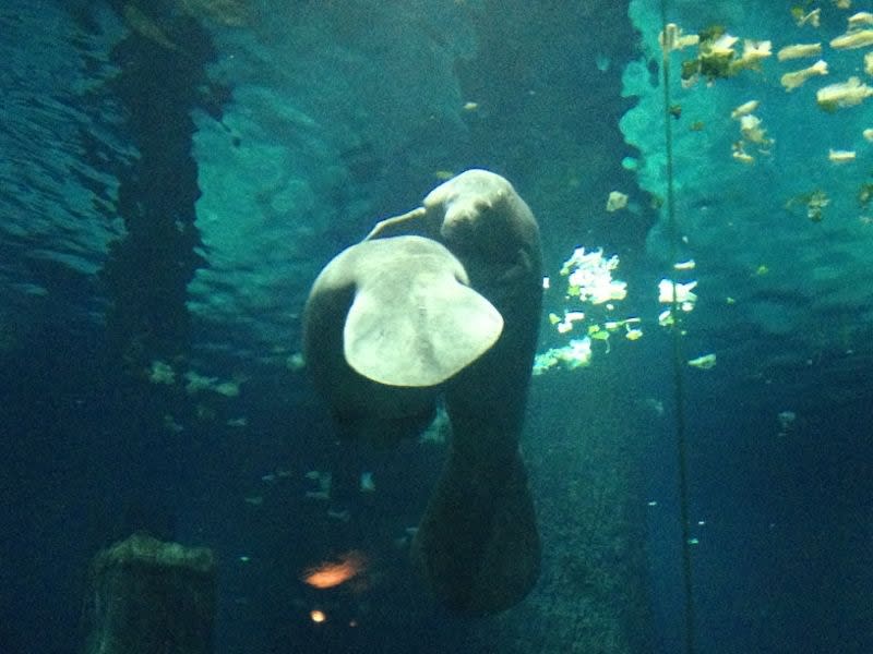 11 manatees from the Singapore Zoo have been transferred into a new enclosure at the River Safari.