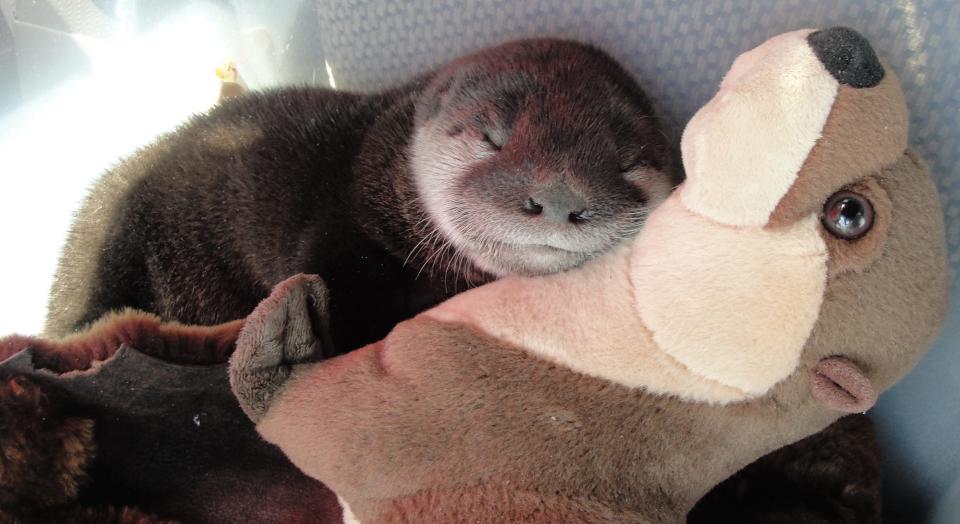 An orphaned baby river otter is comforted by a soft, plush toy otter at St. Francis Wildlife.