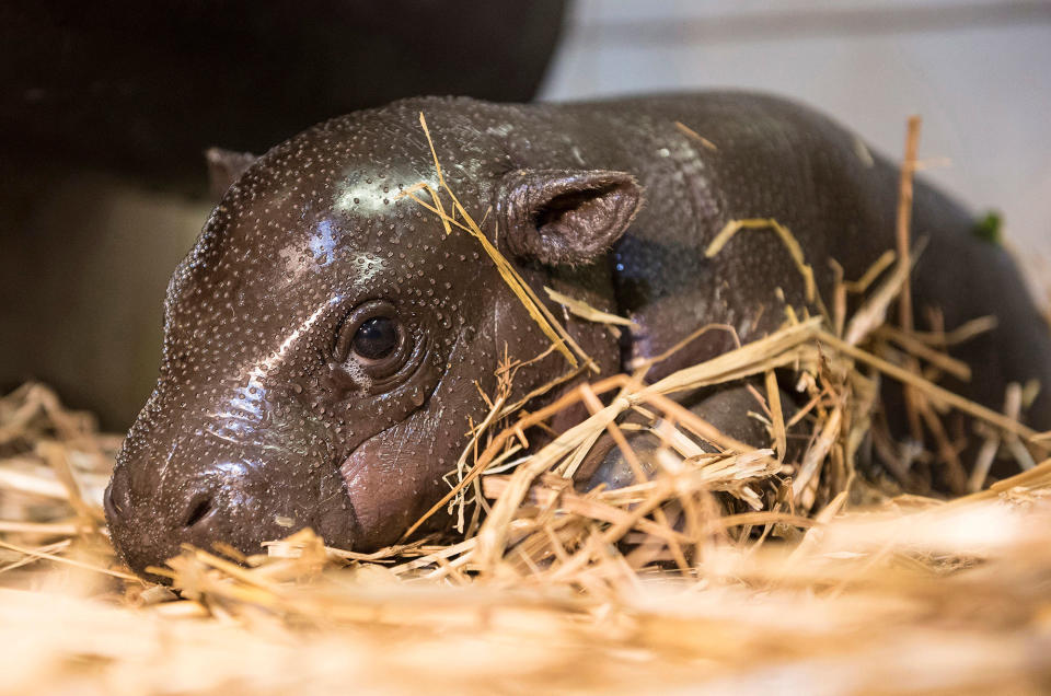 Pygmy hippopotamus