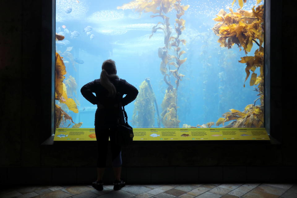 A visitor checks out the kelp forest exhibit at the Monterey Bay Aquarium in Monterey, California, U.S. May 14, 2021. Picture taken May 14, 2021. REUTERS/Nathan Frandino