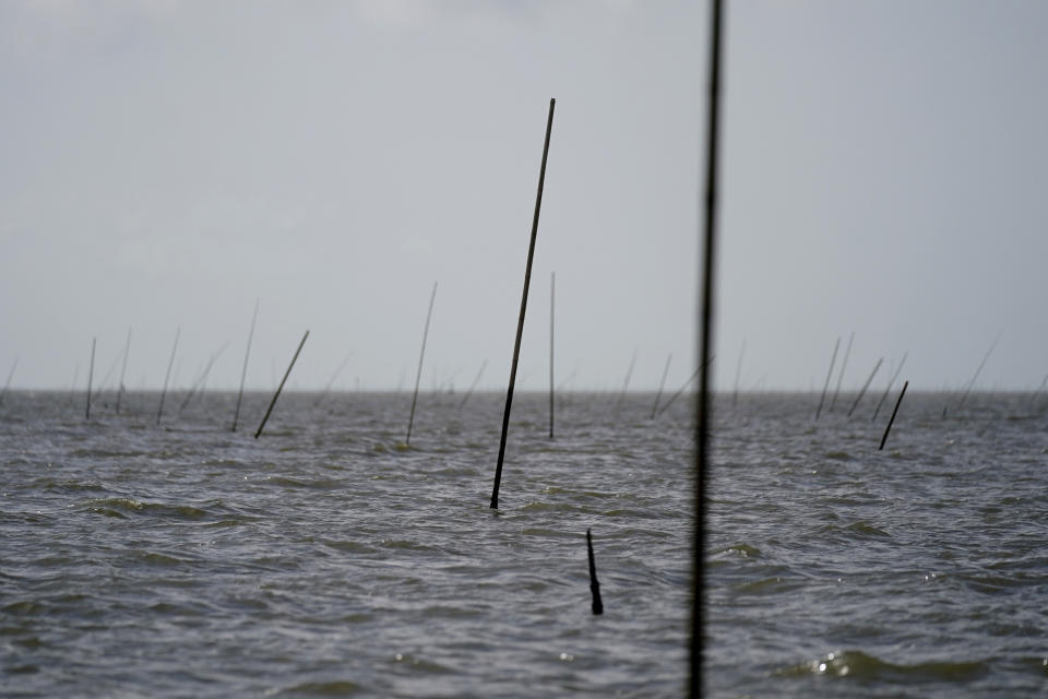 Cane poles mark oyster beds in Plaquemines Parish, La., Monday, Sept. 13, 2021. (AP Photo/Gerald Herbert)