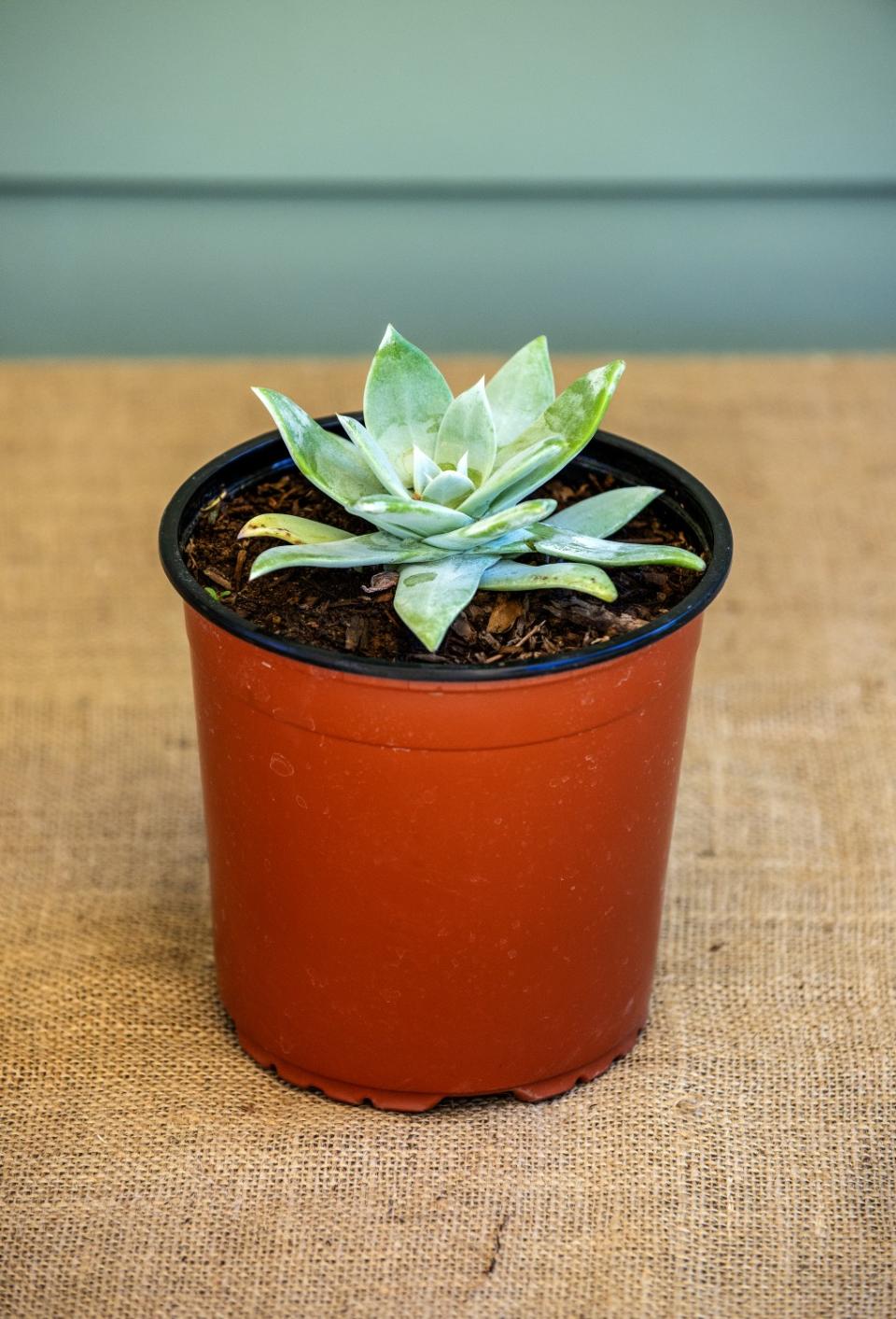 Giant chalk dudleya, a..k.a. Britton's dudleya