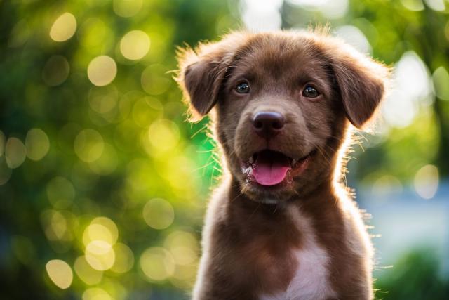 These Dog Instagram Captions Are Perfect for the Cutest Photos of ...