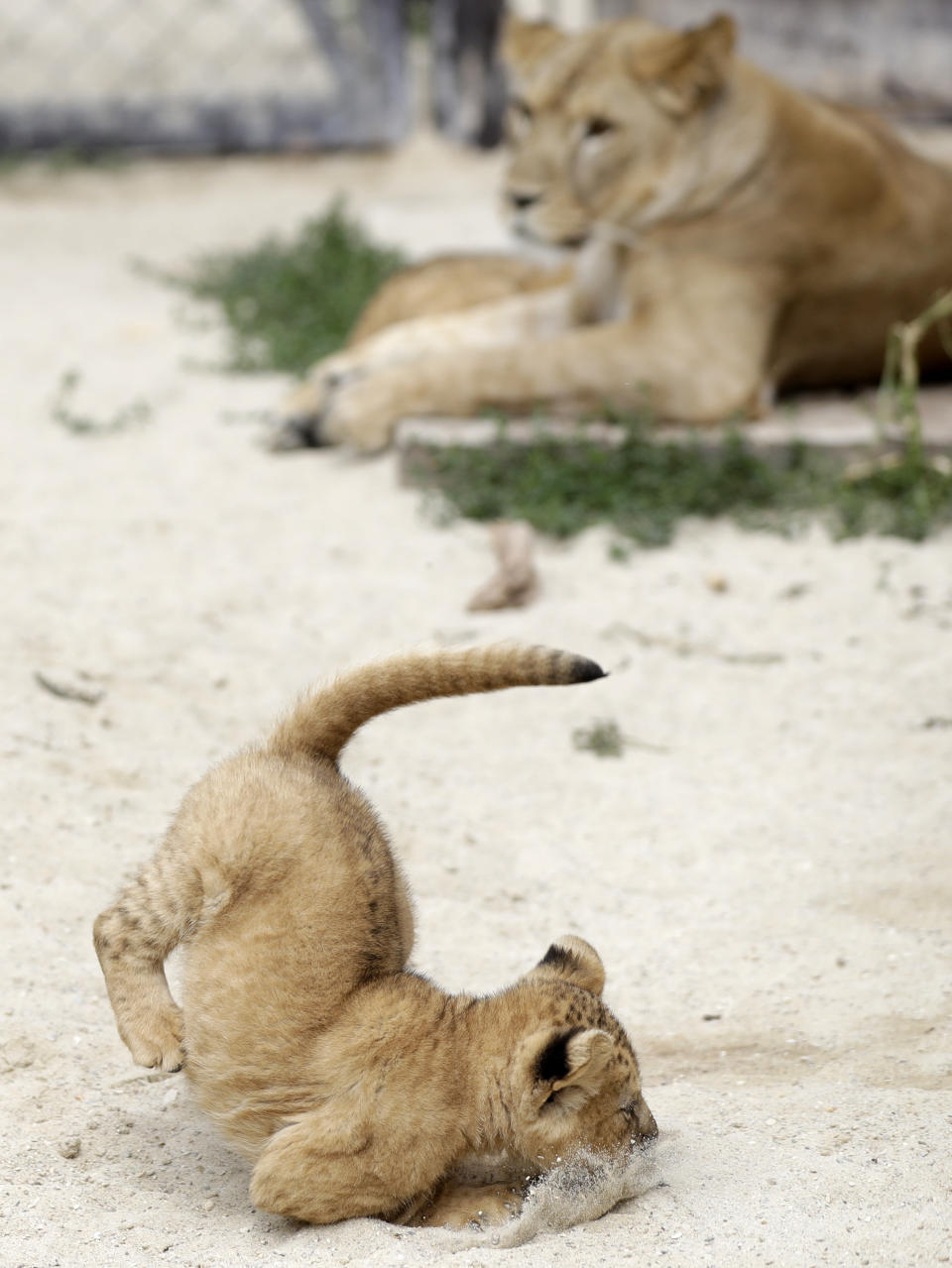 A Barbary lion cub jumps in its enclosure at the zoo in Dvur Kralove, Czech Republic, Monday, July 8, 2019. Two Barbary lion cubs have been born in a Czech zoo, a welcome addition to a small surviving population of a rare majestic lion subspecies that has been extinct in the wild. A male and a female that have yet to be named were born on May 10 in the Dvur Kralove safari park. (AP Photo/Petr David Josek)