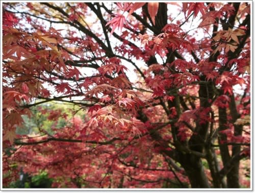 春天˙楓葉紅了~【台北奧萬大】賞楓好地方