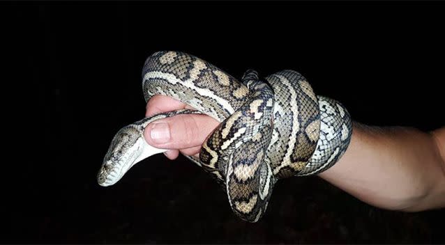 Image taken prior to the snake's second release. It had been wrapped around to compare it with pictures from the earlier release. Source: Supplied via Snake Catcher Moreton Bay 24/7