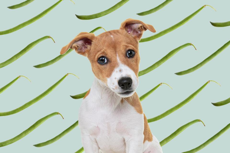 dog with green bean background