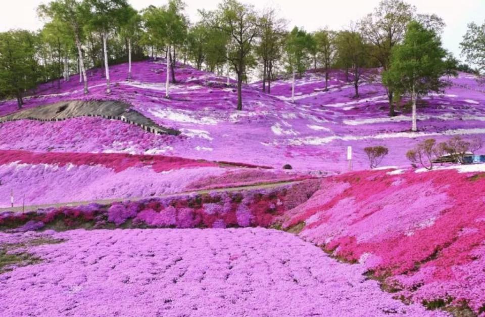 日本旅遊｜北海道賞花好去處Top6！10公頃芝櫻花海、收割薰衣草體驗、120萬朵鬱金香花海（附1日遊優惠推介）