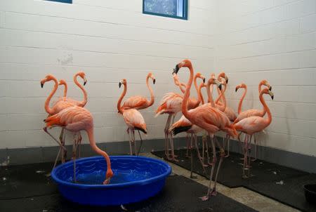 Flamingos are sheltered as a part of Storm Florence preparations at Riverbanks Zoo and Garden in South Carolina, U.S., September 13, 2018 in this image obtained from social media September 13, 2018. Riverbanks Zoo And Garden/via REUTERS