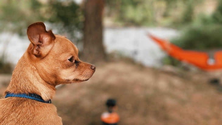 <span class="article__caption">Hobbes may not look like a killer, but looks can be deceiving. </span>(Photo: Natalie Roy)