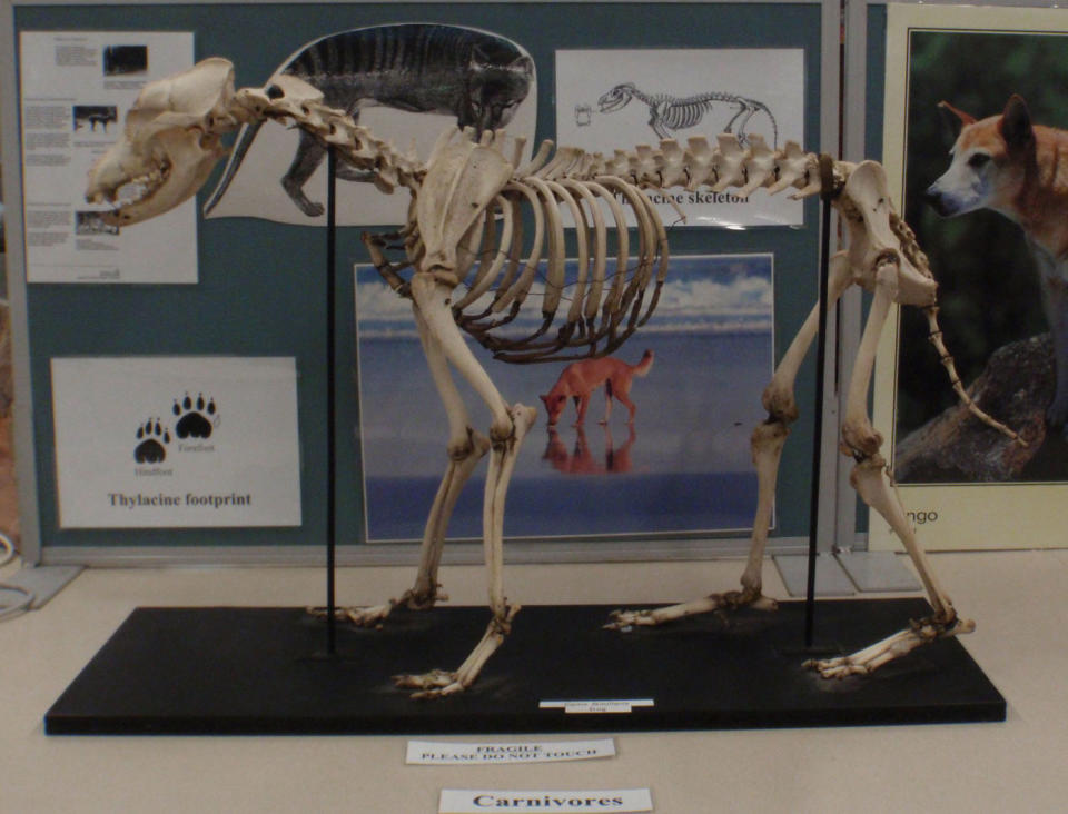 A dog skeleton stolen the University of Sydney. Source: NSW Police