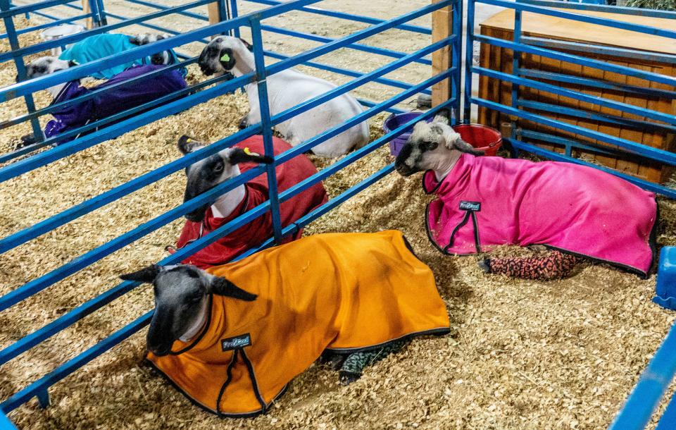 Goats are seen wearing a cooling blanket to combat the heat at the Ozaukee County Fair on Thursday, August 4, 2022 in Cedarburg, Wis.