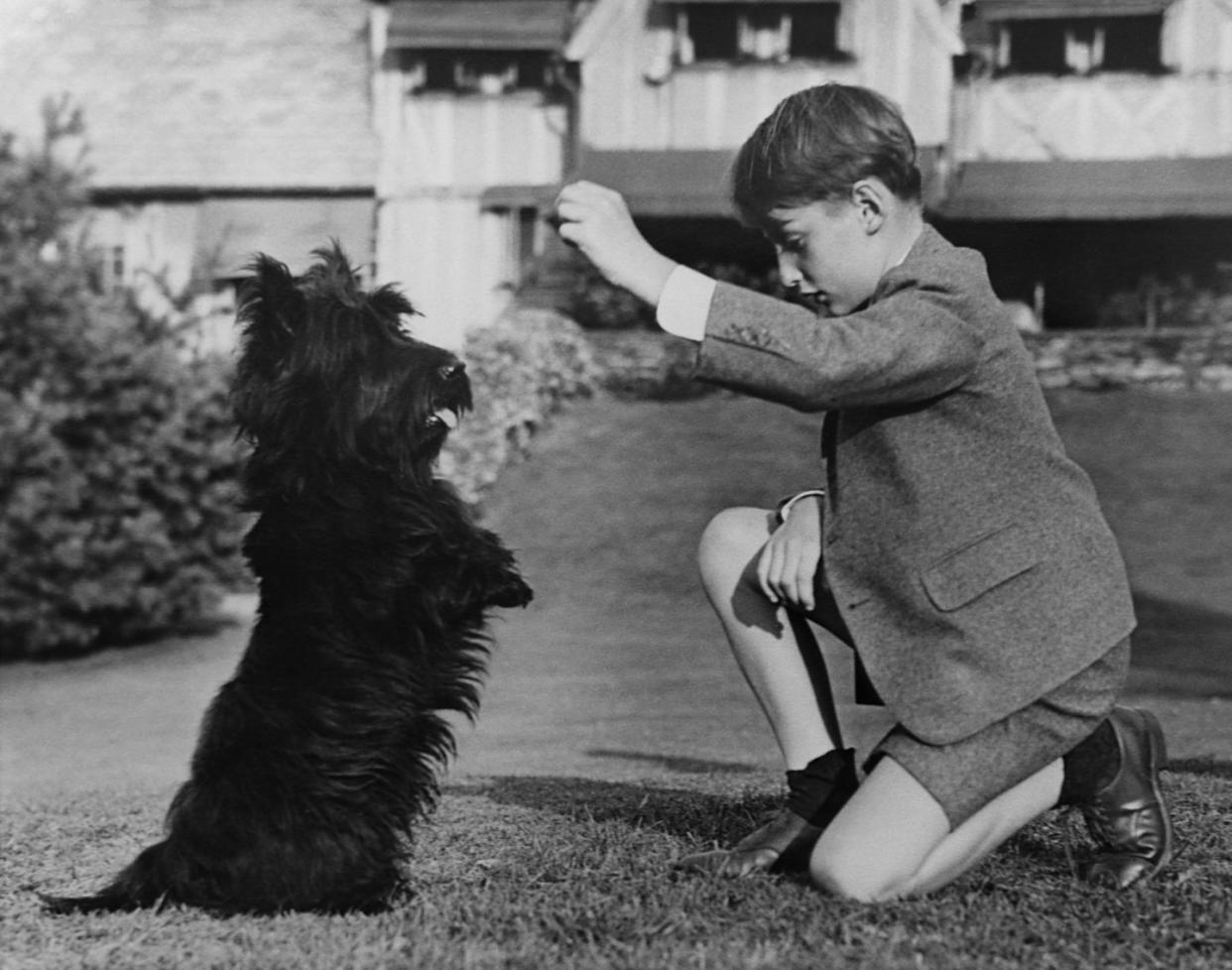 prince harald of norway plays with franklin d roosevelt's scottish terrier, fala, at laura delano's home in rhinebeck,