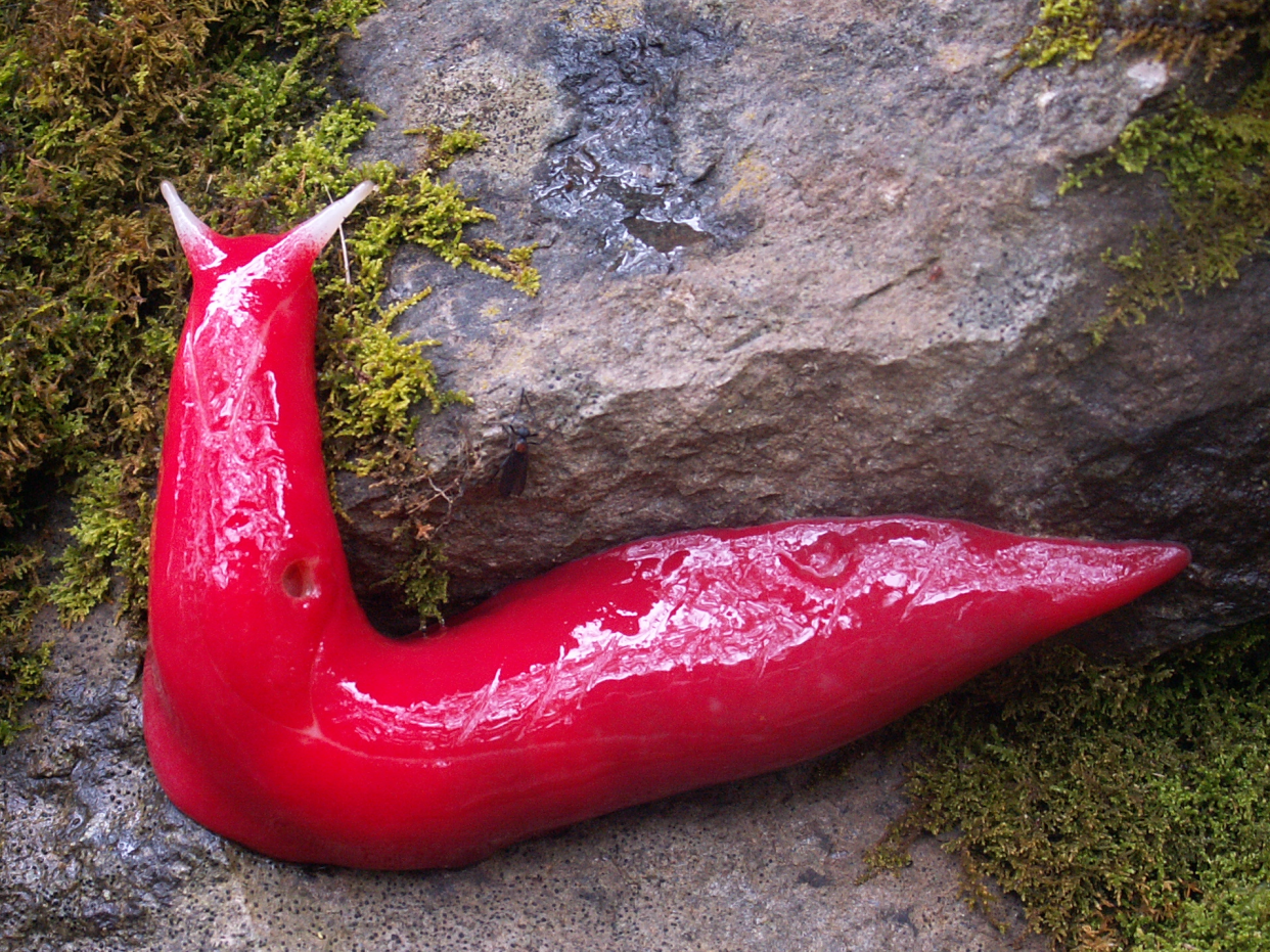 Pink Slug from Mount Kaputar in Australia