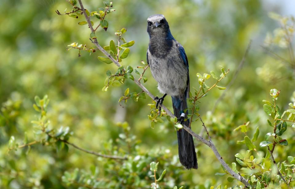 A scrub jay keeps an eye on things in the Malabar Scrub Sanctuary on June 1, 2023. Brevard County and the town of Malabar have settled a dispute over the clearing of several thousand trees in the sanctuary, enabling the work to begin.