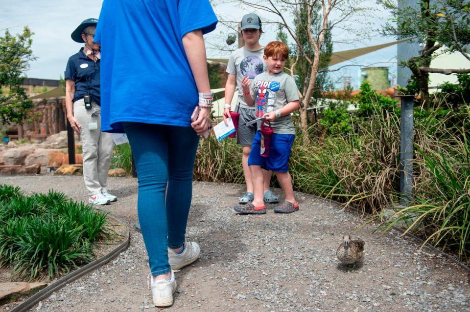 Weston Brown, 6, walks through the aviary with his siblings at the Mississippi Aquarium in Gulfport on Wednesday, March 20, 2024. Weston, who is in remission from cancer, chose to come to the Mississippi Coast for a trip provided by Make-A-Wish.