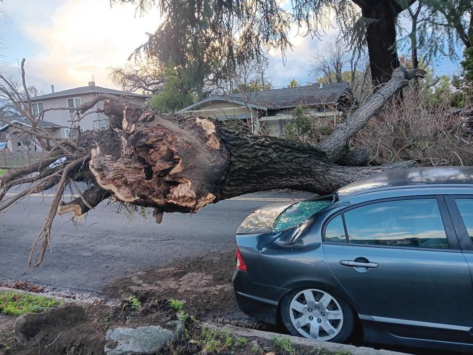 This tree fell Sunday afternoon, Feb. 4, 2024, on High Street in Modesto.