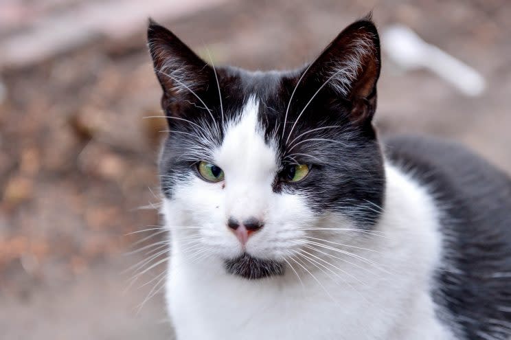 Bob the cat is struggling to find a home for Christmas - because she's cross-eyed