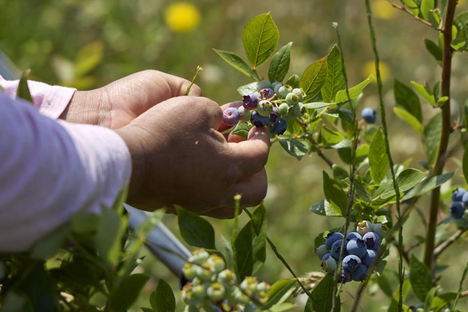 A farm worker's hands are shown picking blueberries at the Coopertiva Tierra y Libertad farm Friday, July 7, 2023, in Everson, Wash. Farms and workers must adapt to changing climate conditions. As Earth this week set and then repeatedly broke unofficial records for average global heat, it served as a reminder of a danger that climate change is making steadily worse for farmworkers and others who labor outside. (AP Photo/John Froschauer)