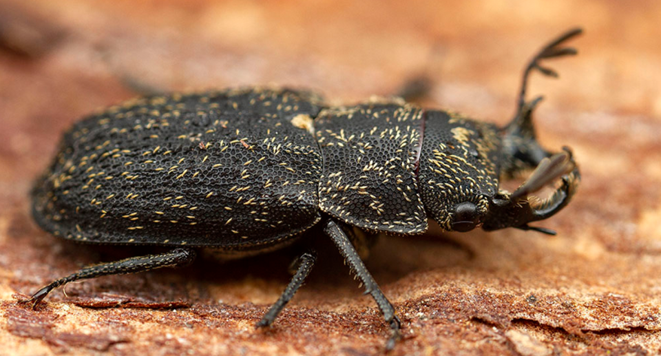 Ceratognatus niger in profile.