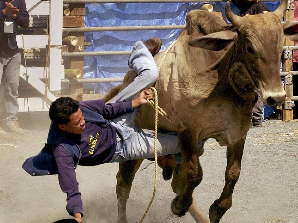Filipino rider Henry Zamora falls from his bull during the cattle bareback riding competition