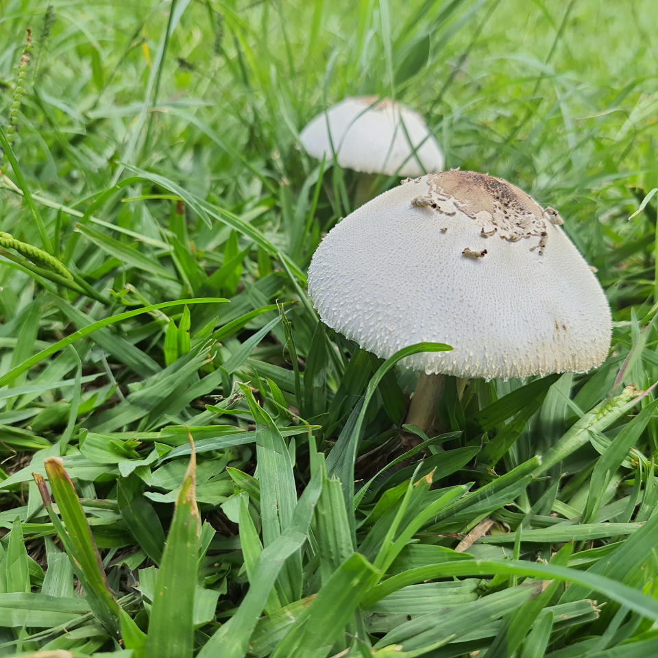 mushrooms growing in garden grass