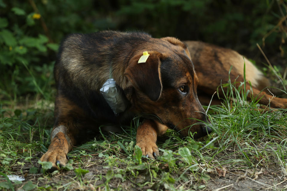 <p>A stray dog tagged and wearing a collar equipped with a GPS sensor and a radiation sensor lies in the grass outside a makeshift veterinary clinic near the Chernobyl nuclear power plant on Aug. 19, 2017, in Chernobyl, Ukraine. (Photo: Sean Gallup/Getty Images) </p>