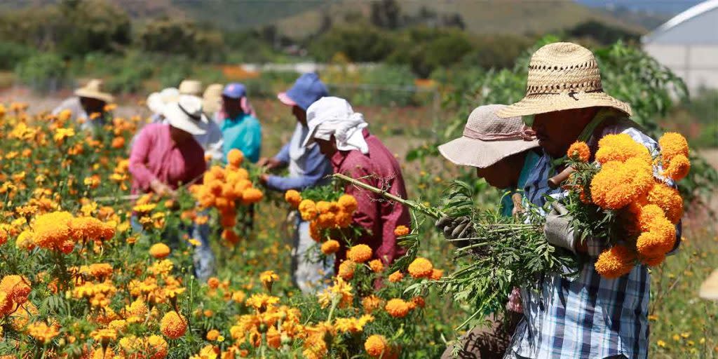 Productores de Cempasúchi decidieron no sembrar su campos